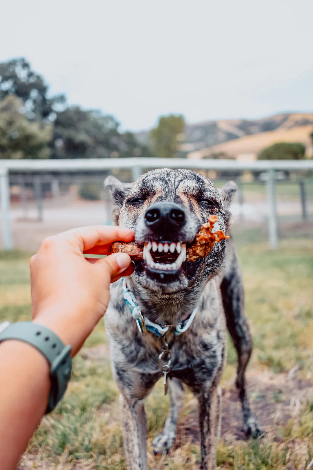 Chicken Necks