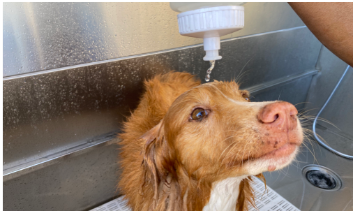 Dog being rinsed at bath time with the Mr Suzuki's Mix and Dilution Bottle