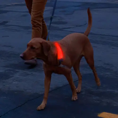 NiteDog® Rechargeable LED Collar Cover - Disc-O Select™
