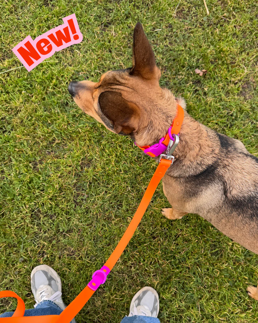 The Fritz Collar