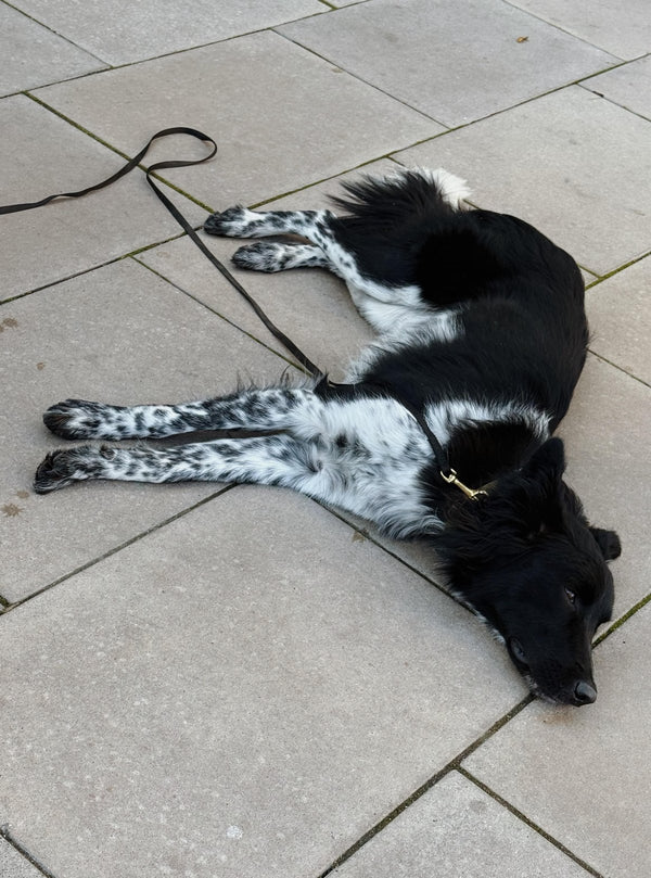 Aya, our intern, stretched out on the pavement with her leash