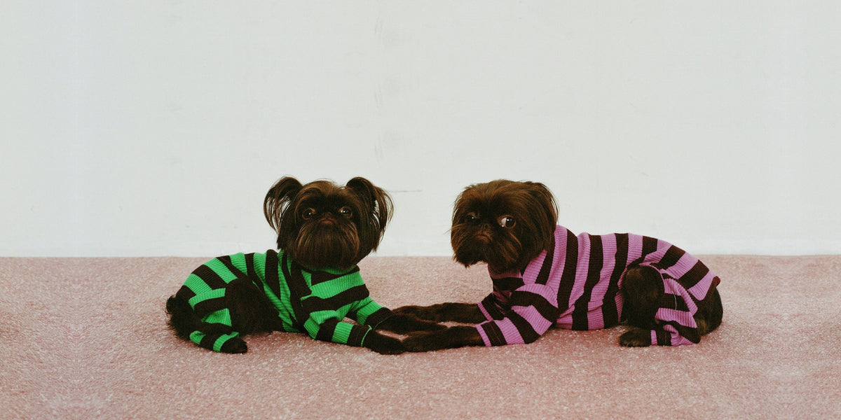 Two dogs in striped Little Beast onesies