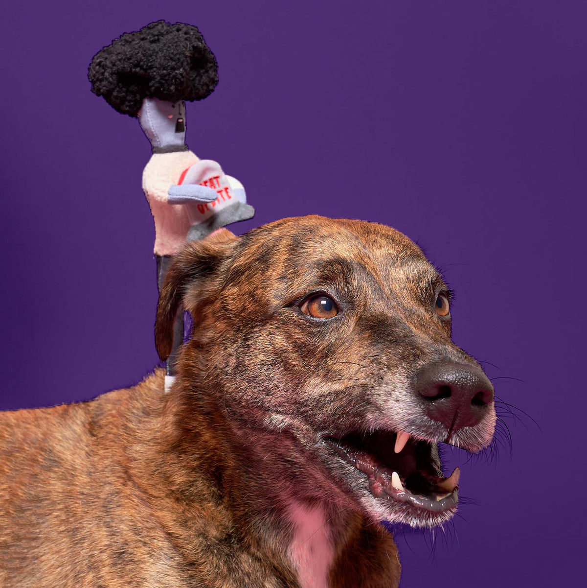 Brindle dog with the Zombie Nose Work Toy on a purple background