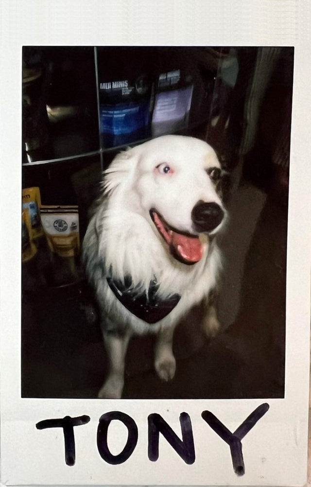 Tony, dog of the week