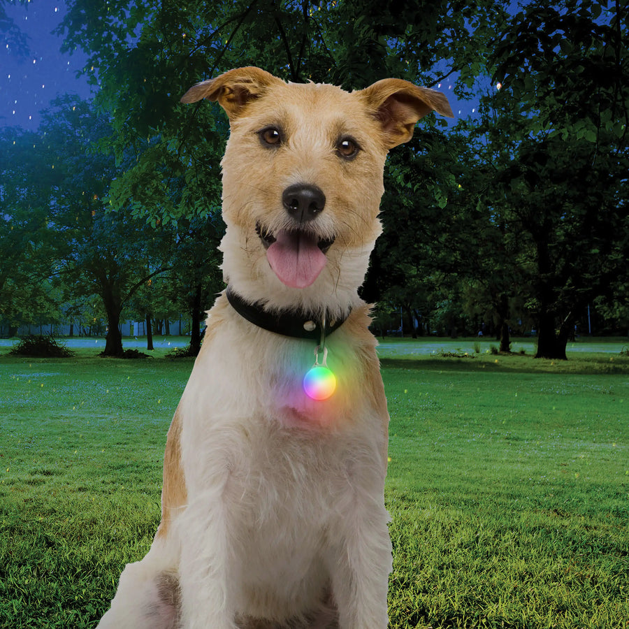 SpotLit® Rechargeable Collar Light - Disc-O Tech™