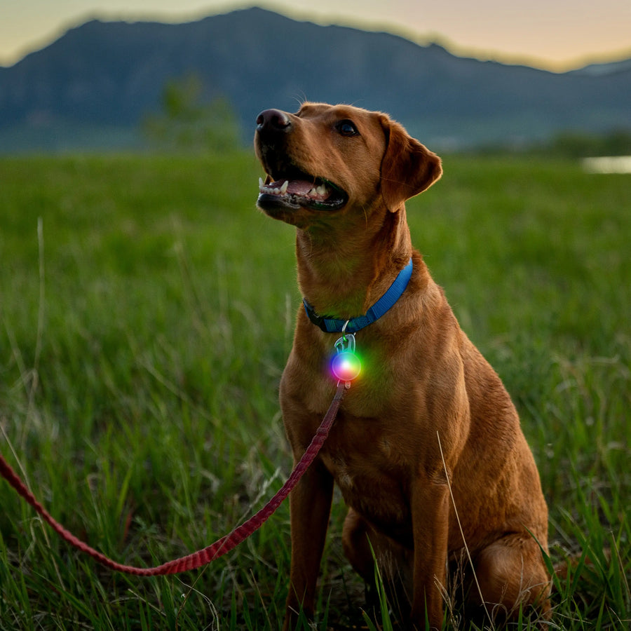 SpotLit® Rechargeable Collar Light - Disc-O Tech™