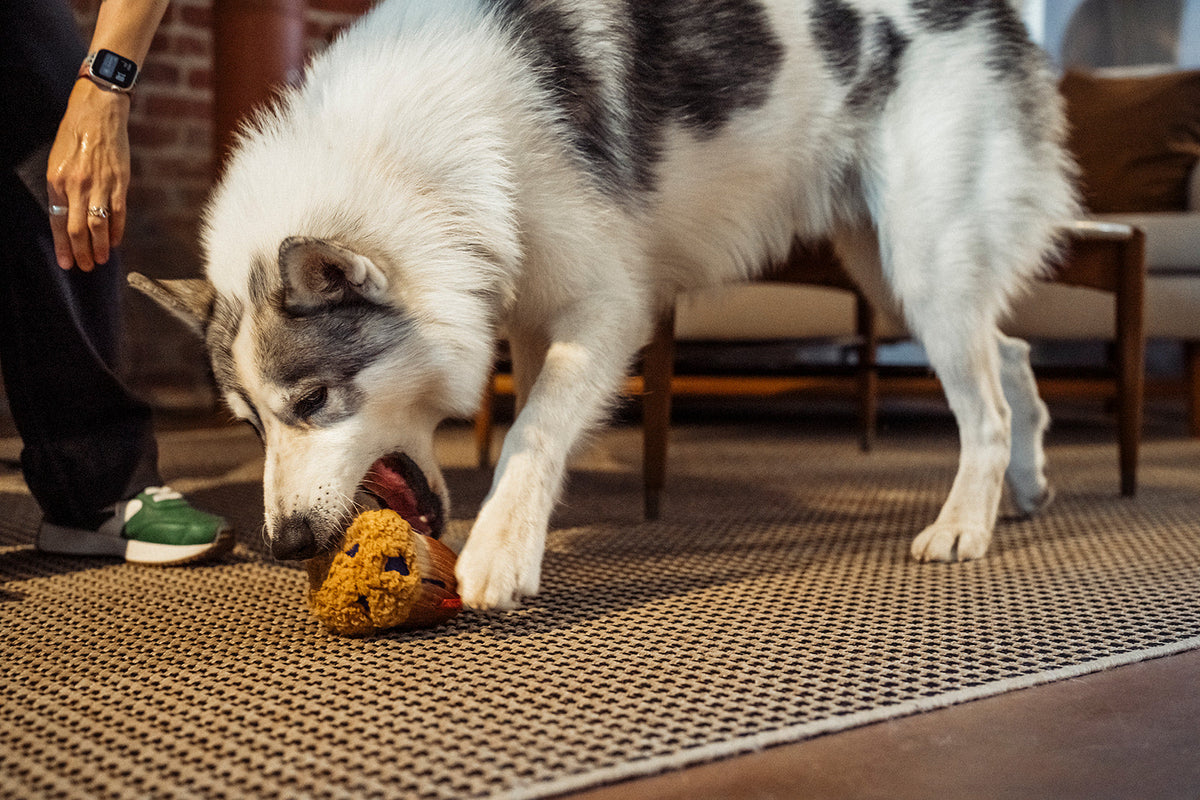 A big white and gray dog playing with the Play Berry Blast Muffin, a plush muffin-shaped dog toy, on a woven rug in an indoor setting, with a person's leg and hand visible on the left.