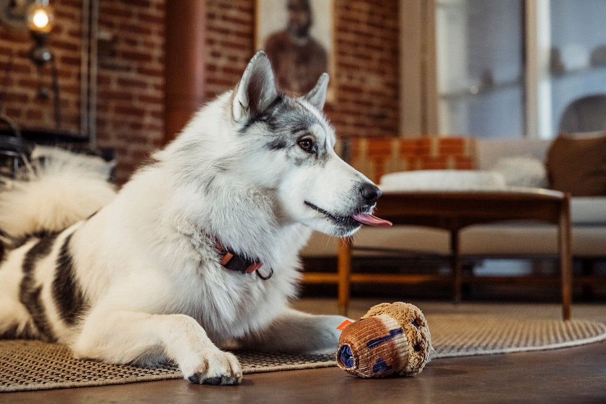 A fluffy white-and-gray dog lies on a woven rug in a living room, looking to the side with its tongue out, next to the Play Berry Blast Muffin, a plush, muffin-shaped dog toy.