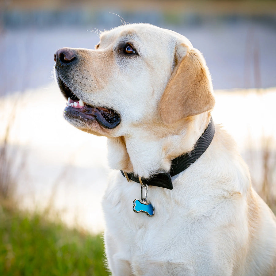 MicroLink® Pet Tag Carabiner - 2 Pack