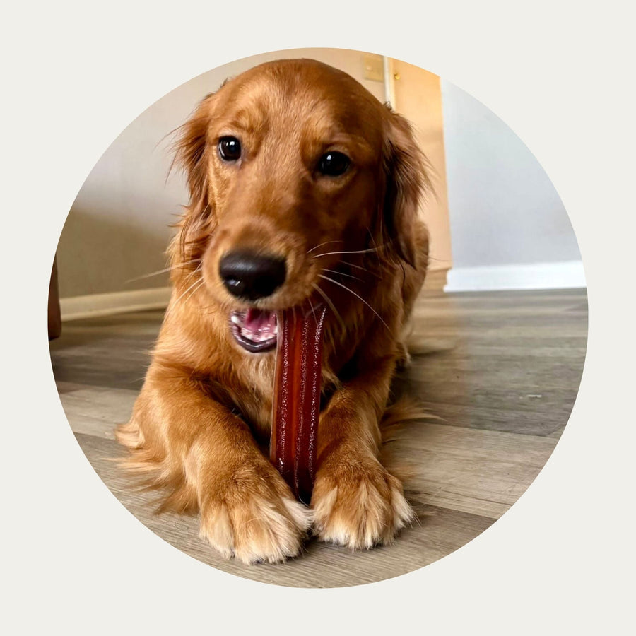 Mighty Marrows™ Collagen Dental Chews | Bacon – Large (95g) with a Golden Retriever