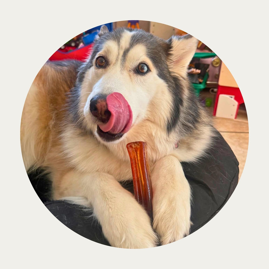 Mighty Marrows™ Collagen Dental Chews | Bacon – Large (95g) with a Husky