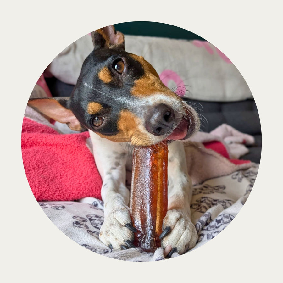 Mighty Marrows™ Collagen Dental Chews | Bacon – Large (95g) with a terrier