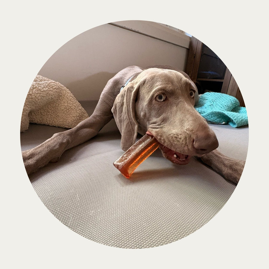Mighty Marrows™ Collagen Dental Chews | Bacon – Large (95g) with a Weimaraner