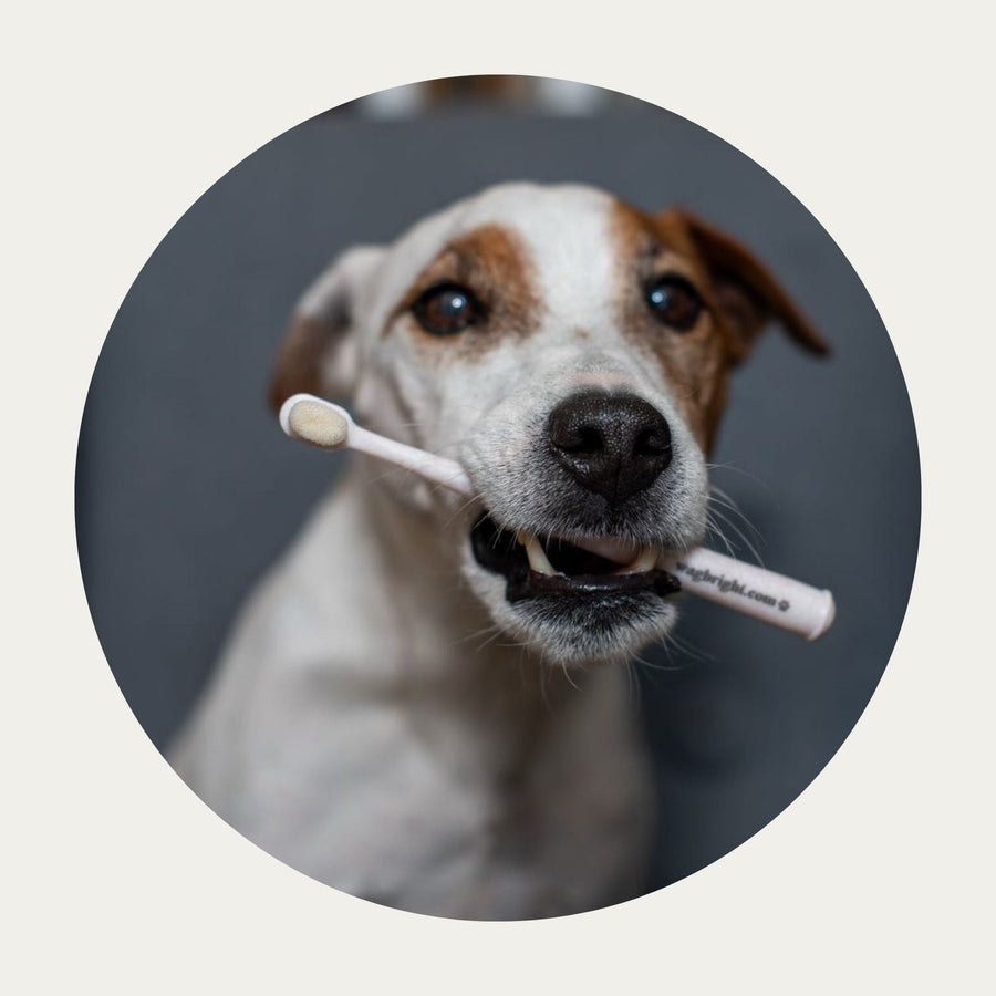 Puppy Polisher Eco Toothbrush – Medium with a Jack Russell Terrier