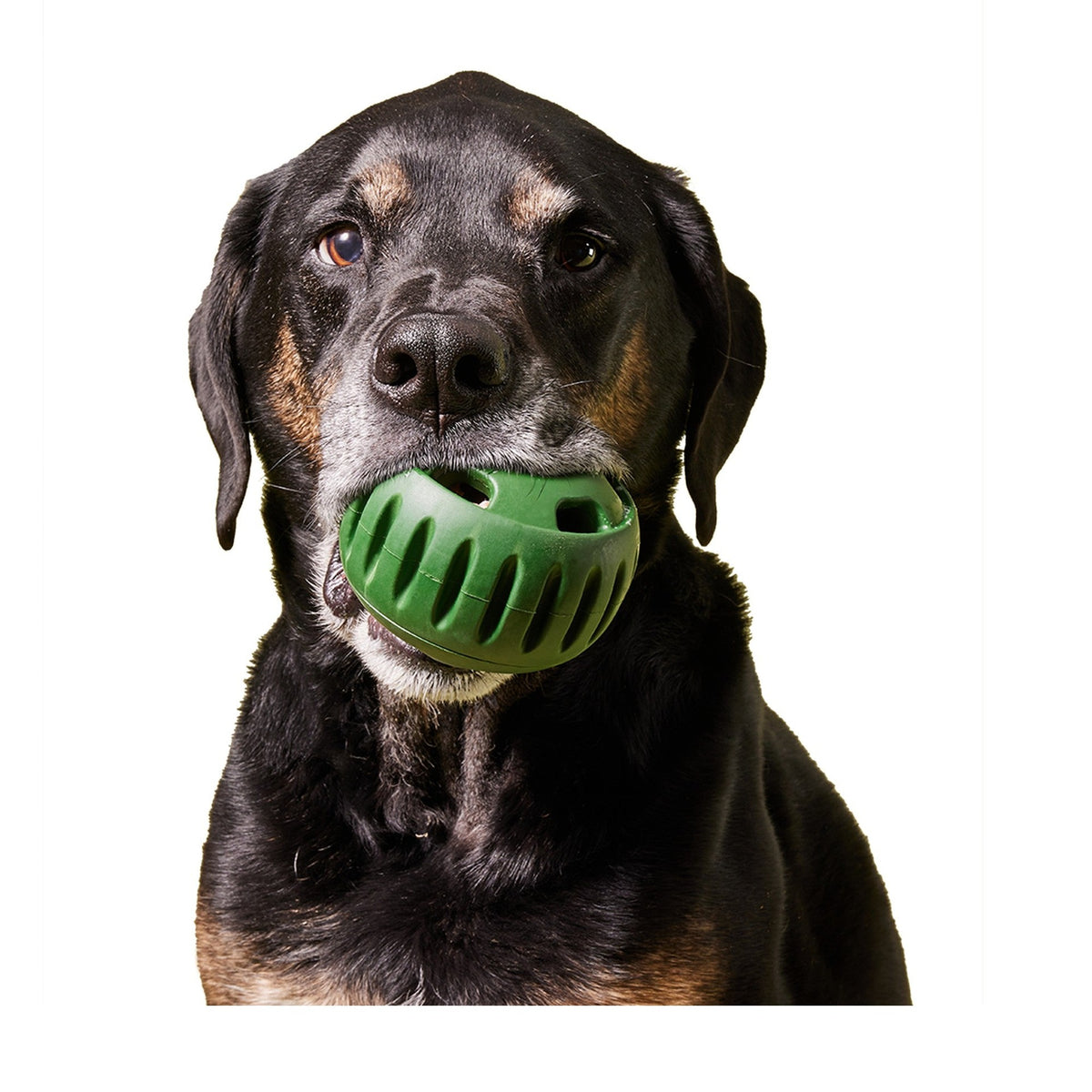 The Pupsicle
